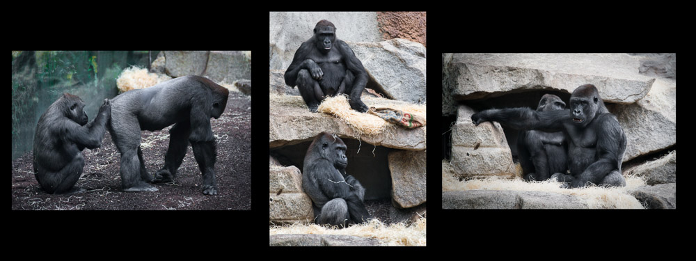 Platz 11 Harald Unglert